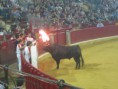 /album/fotogaleria-concurso-toros-de-fuego/img-0832-jpg/