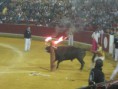 /album/fotogaleria-concurso-toros-de-fuego/img-0846-jpg/