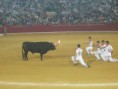 /album/fotogaleria-concurso-toros-de-fuego/img-0860-jpg/
